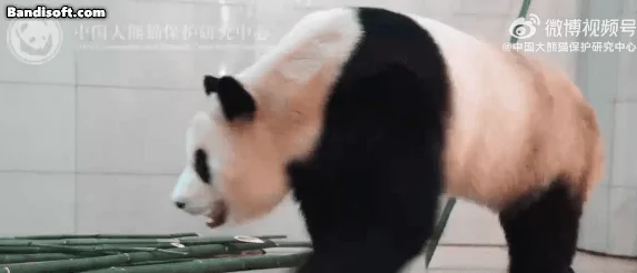 고통받고-있는-푸바오의-모습