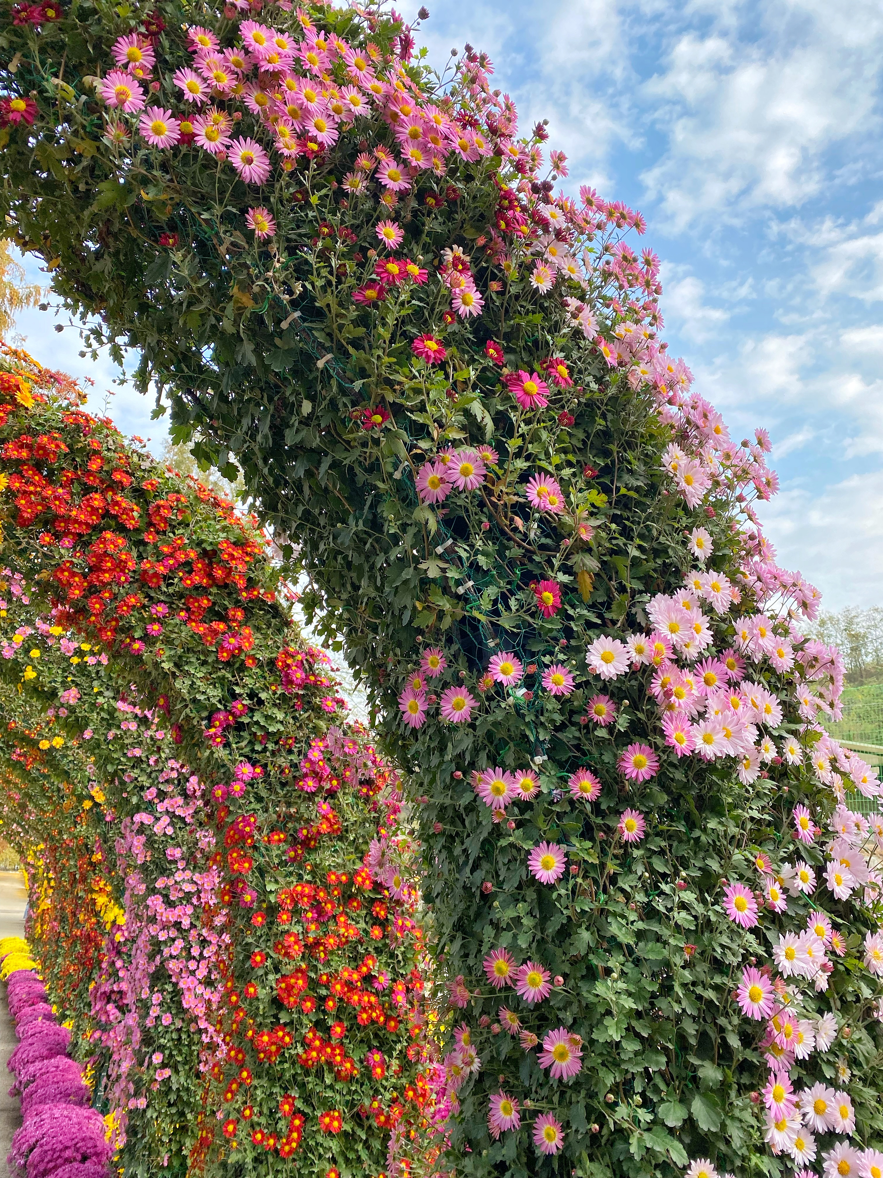 충남 아산의 봄&amp;#44; 튤립과 수선화가 가득 2025 피나클랜드 봄꽃대향연