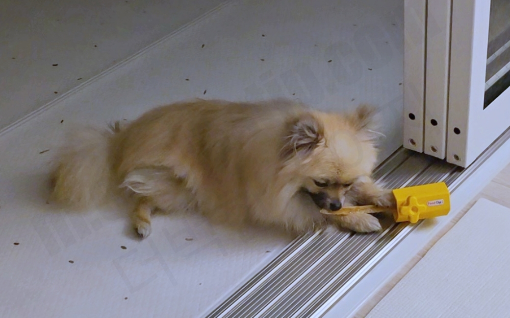 푸드클립에 끼운 개껌을 씹고 있는 강아지