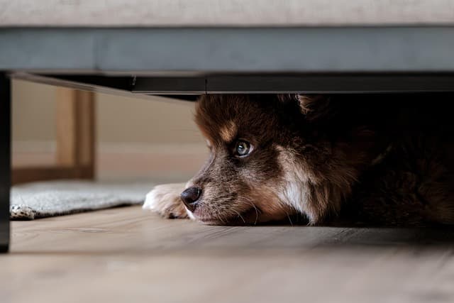 canine atopic dermatitis