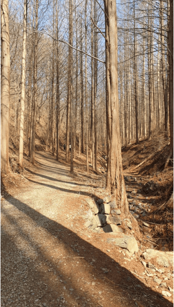 화인산림욕장 옥천 가볼만한곳 추천 명소 산책로 주차