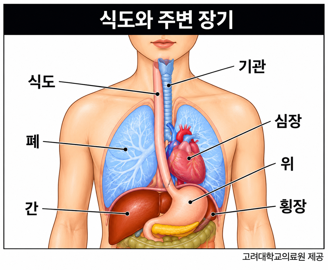 식도와 심장의 물리적 배치