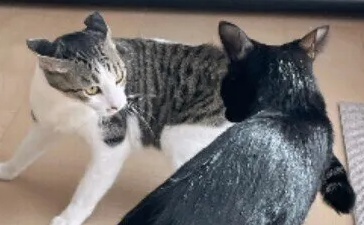 고양이 싸움은 말려야 할까? 싸움의 이유와 사람이 말리는 타이밍