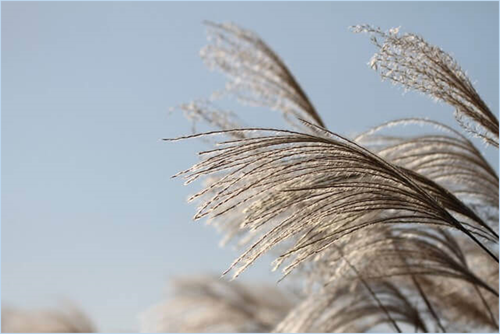 황매산-억새축제