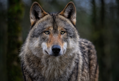 늑대 야생동물 멸종위기에서 복원 중