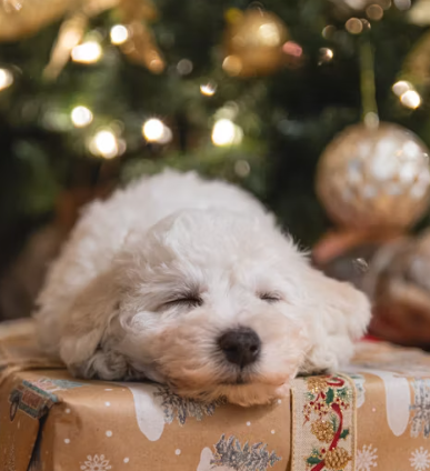 삼성화재 다이렉트 펫보험 펫 실비보험