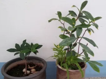 천리향 키우기와 향을 오래 유지하는 방법_24