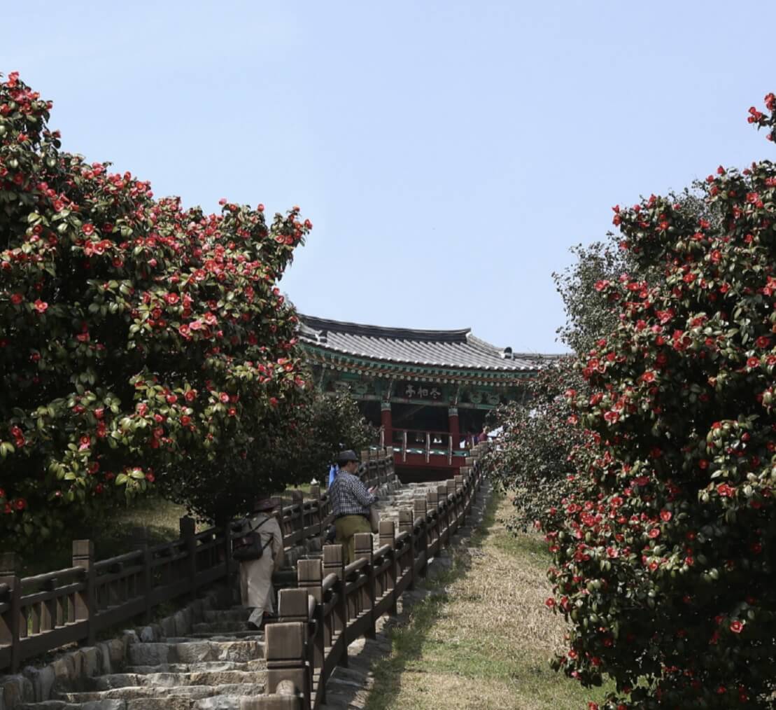 서천 동백꽃 주꾸미축제