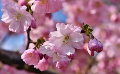 서울 벚꽃 명소