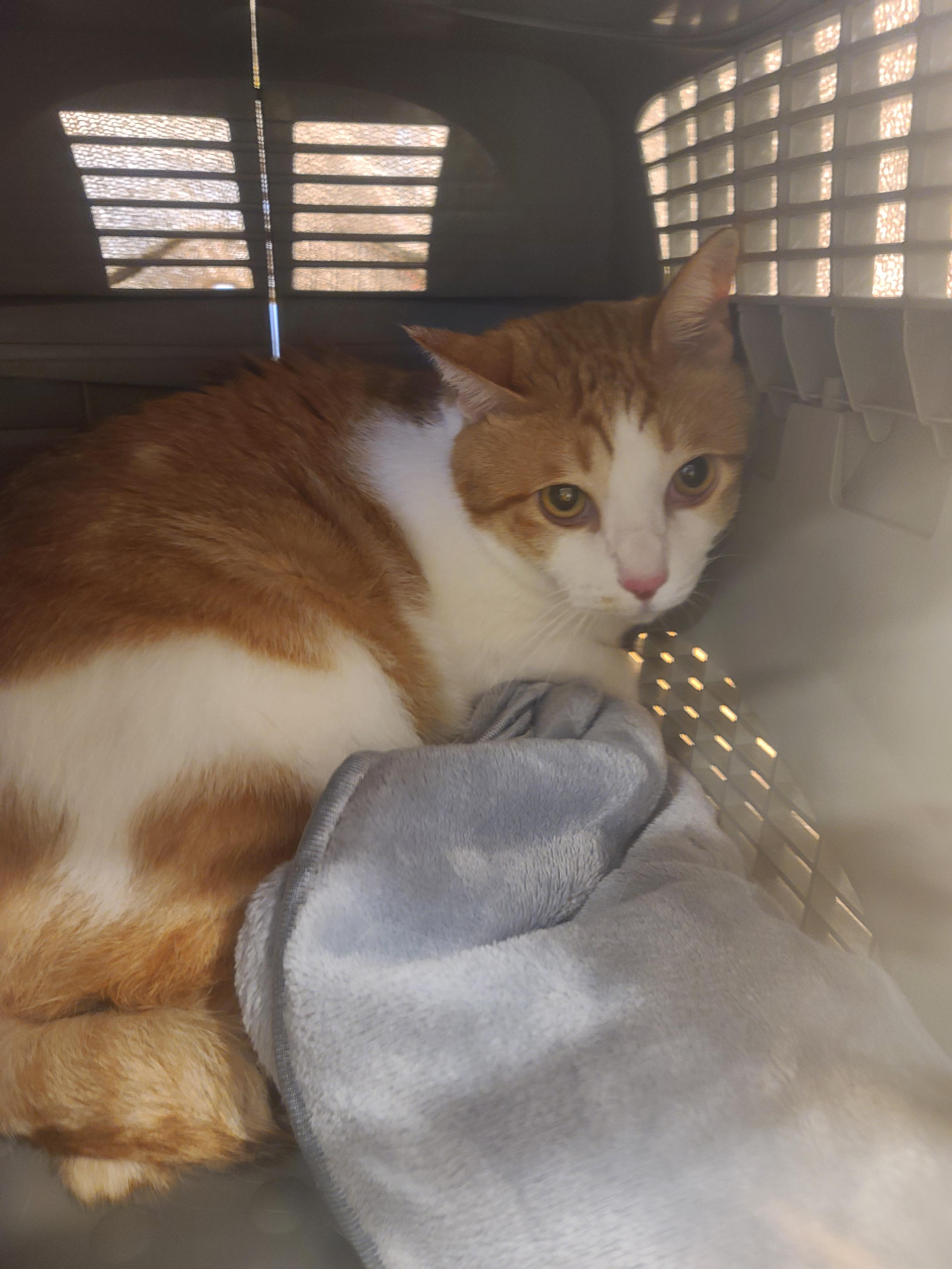 아이들 동물병원 다녀온 썰 & 기록. 스압주의(과잉진료 안하는 병원, 좋은선생님, 내가써본 이동장중 위험한 이동장등)