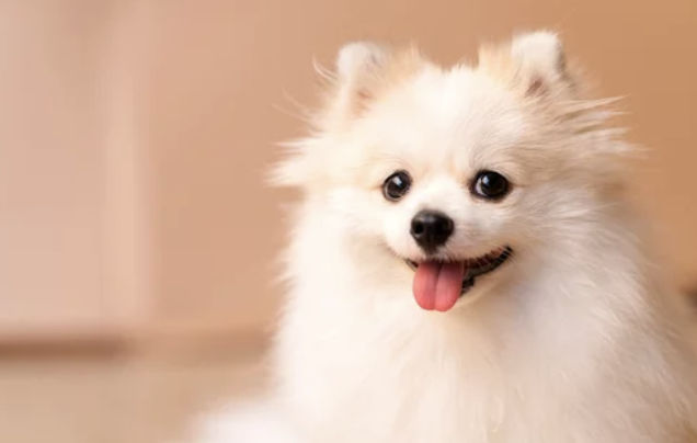 포메라니안/출처:어도비스톡