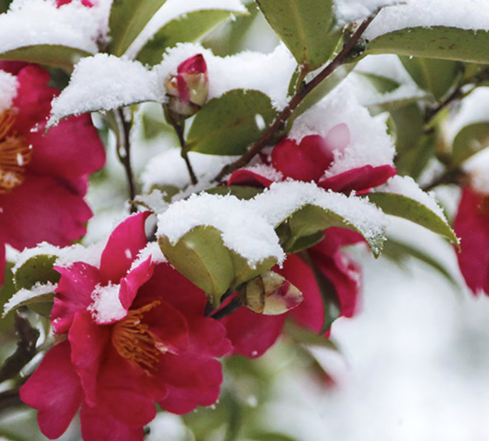 신안 섬 겨울 꽃축제 일정 입장료 할인혜택