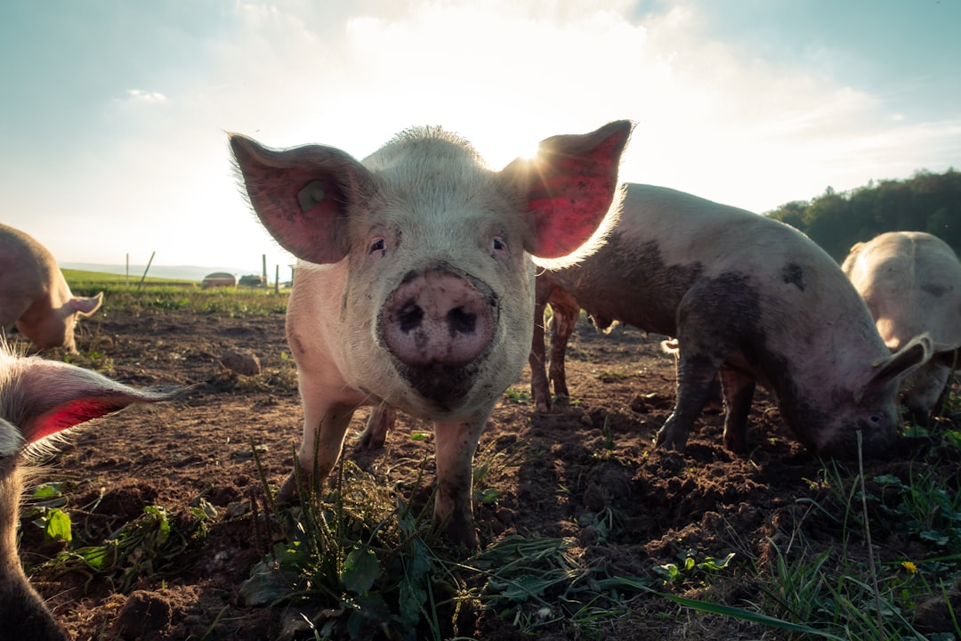 Pig