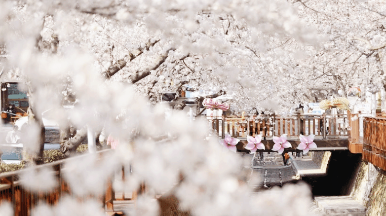 2023 진해군항제 벚꽃축제