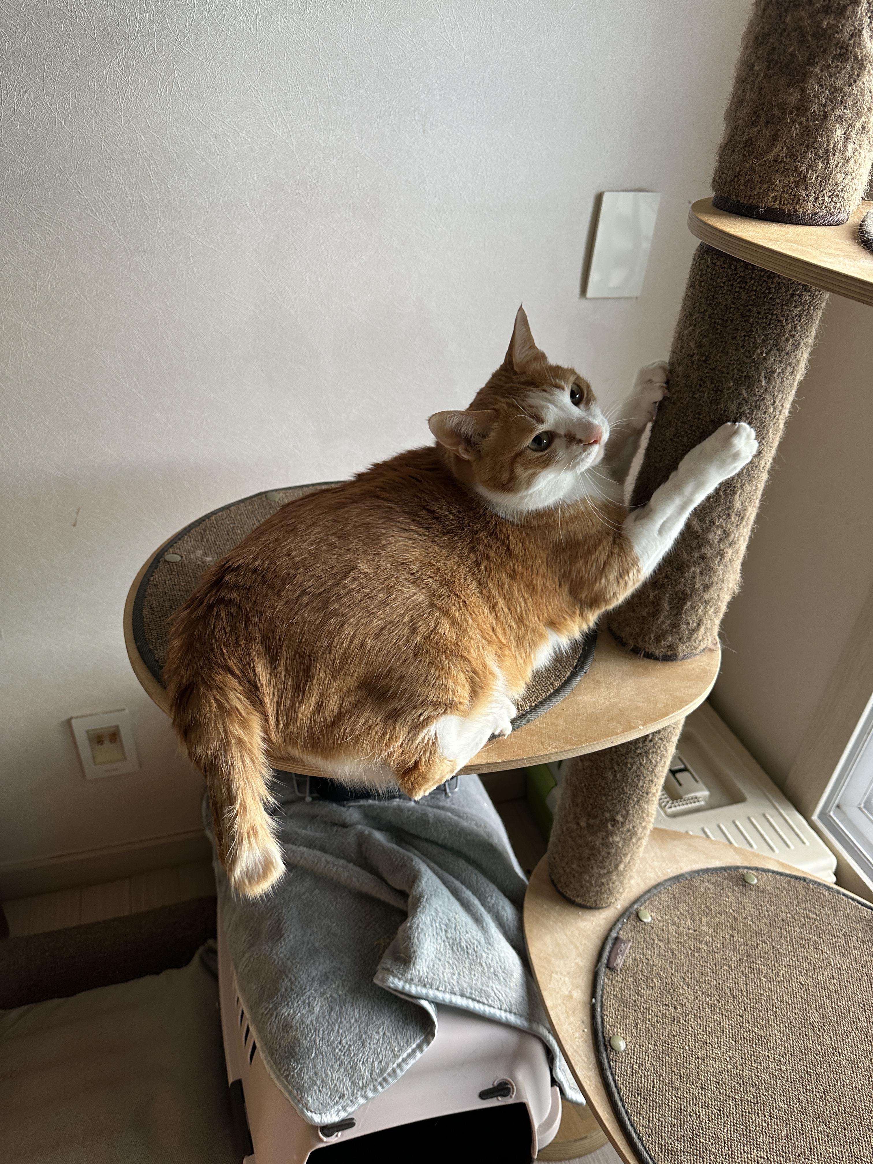 활력_좋은_호야