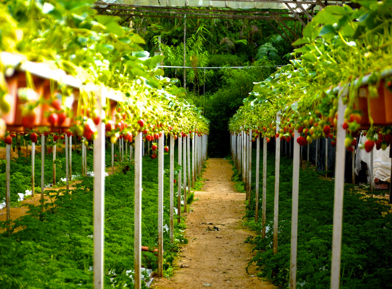 초등학생 자녀와 함께하는 가족여행 추천 - 딸기농장