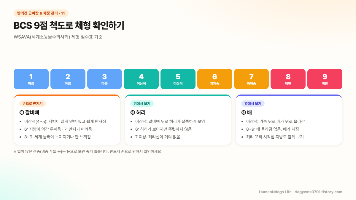 BCS 1점부터 9점까지 마름, 이상적, 과체중, 비만 구간을 색으로 나눈 척도와 갈비뻐 만지기, 위에서 허리 보기, 옆에서 배 보기 세 가지 확인법