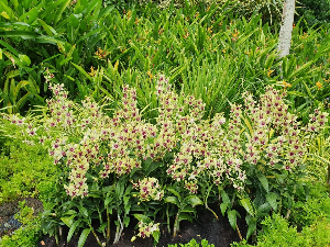 싱가포르 여행 추천 싱가포르 내셔널 오키드 가든