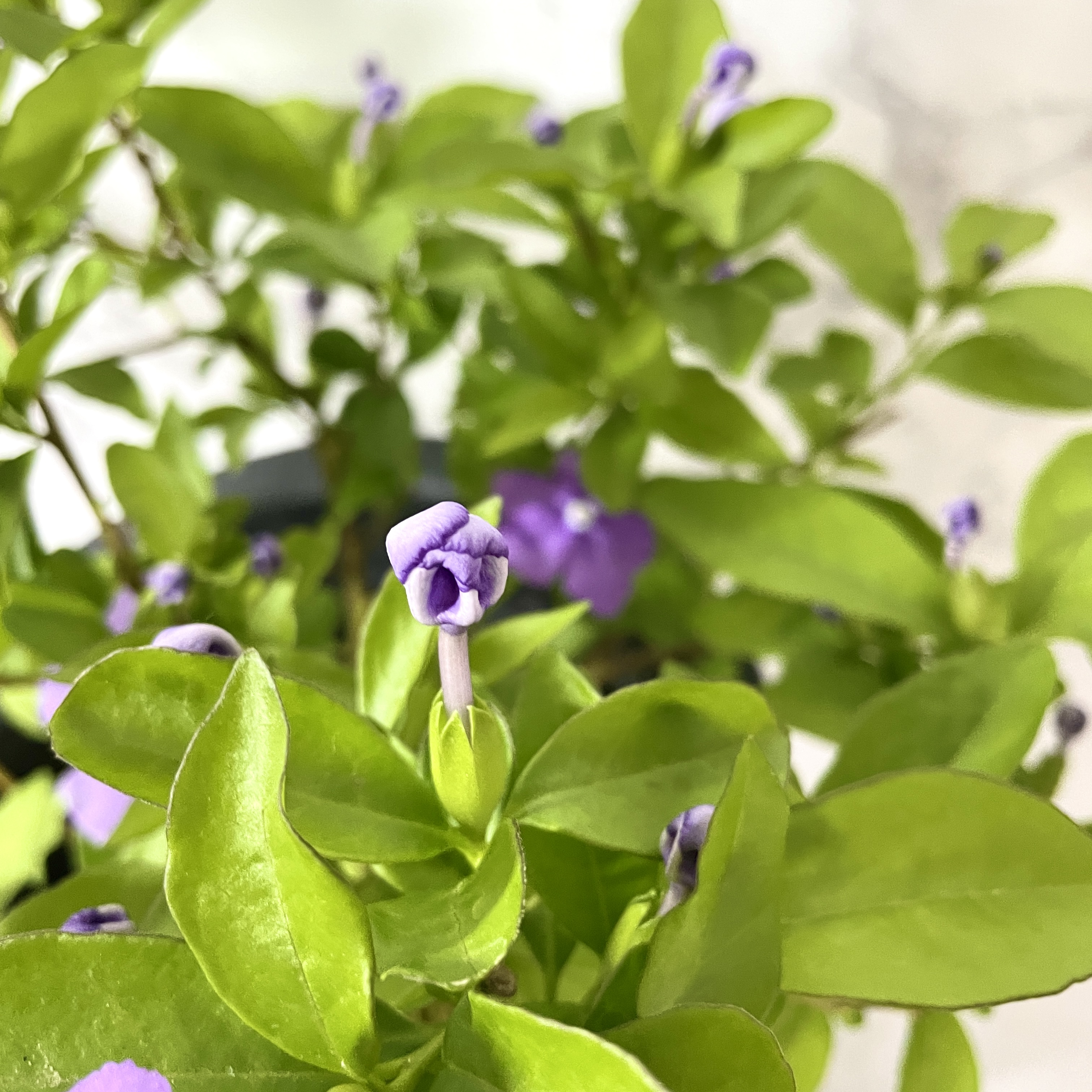 쟈스민 나무 키우기, 향이 진한 브룬펠지어 쟈스민