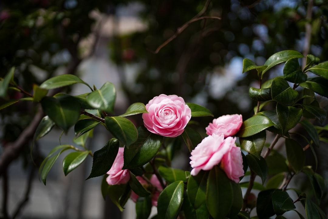 Camellia