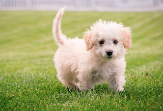 강아지 사료 종류 및 의미 (홀리스틱,그레인프리,휴먼그레이드)