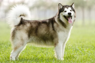알래스칸 말라뮤트/출처:어도비스톡