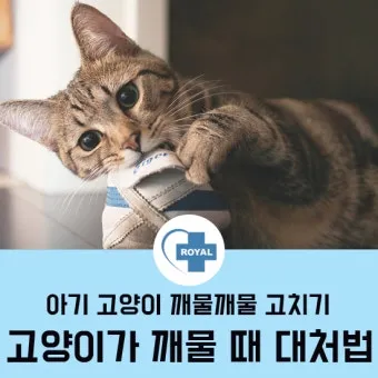 고양이 깨물고 핥아줄 때 관절 핥기 집사 눈물 핥는 의미_4