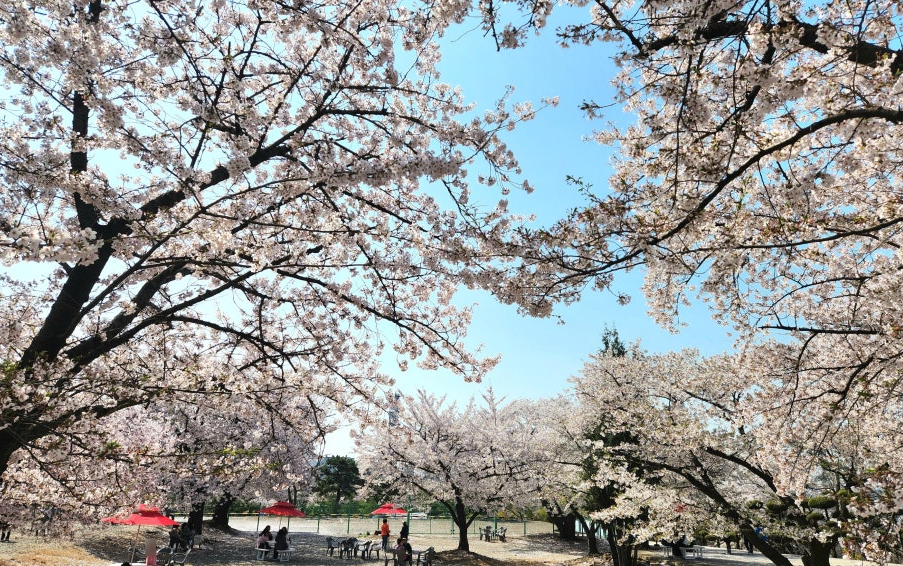 SK인천석유화학 벚꽃동산12