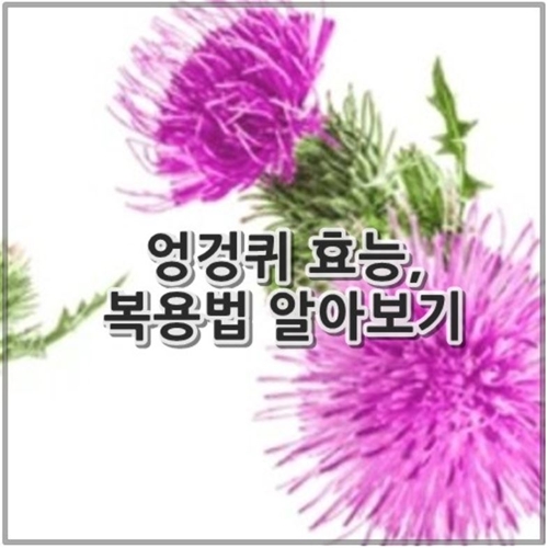 엉겅퀴 효능 10가지, 복용법 알아보기