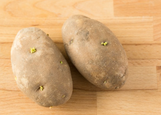 싹이 난 감자
