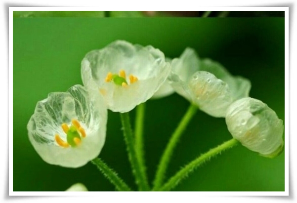 "산하엽" 비에 젖으면 투명해지는 숲 속의 보석 신기한 마법의 꽃!