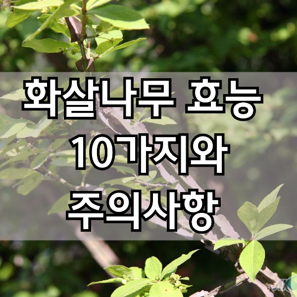 화살나무 효능