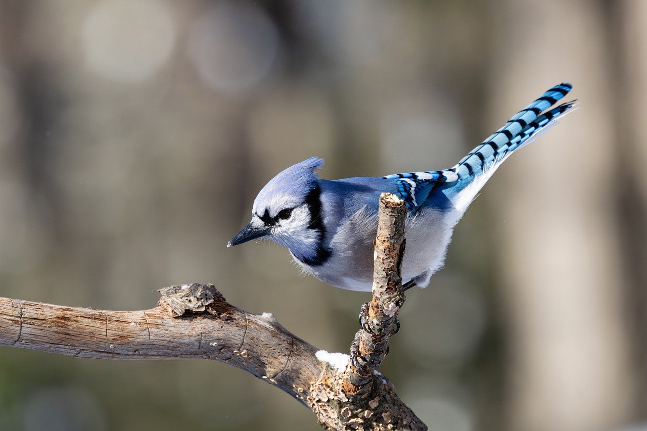 블루제이의 매력