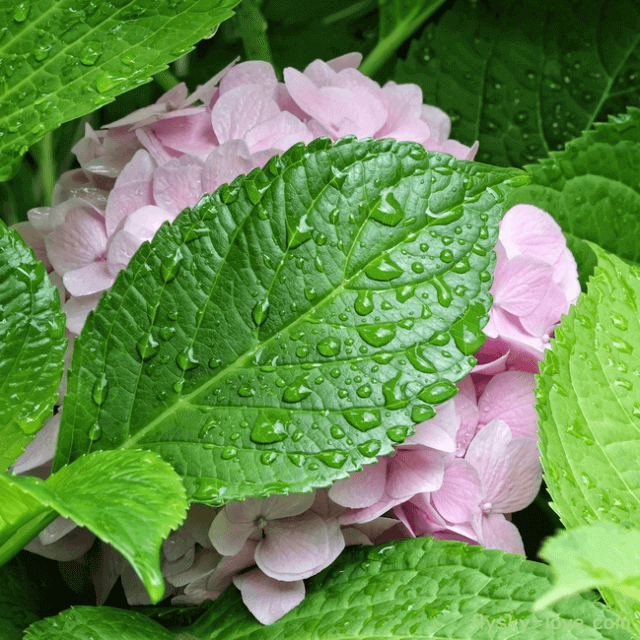 식욕억제에 도움이 되는 수국잎