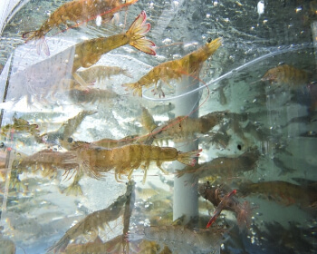 남당항 대하축제_2