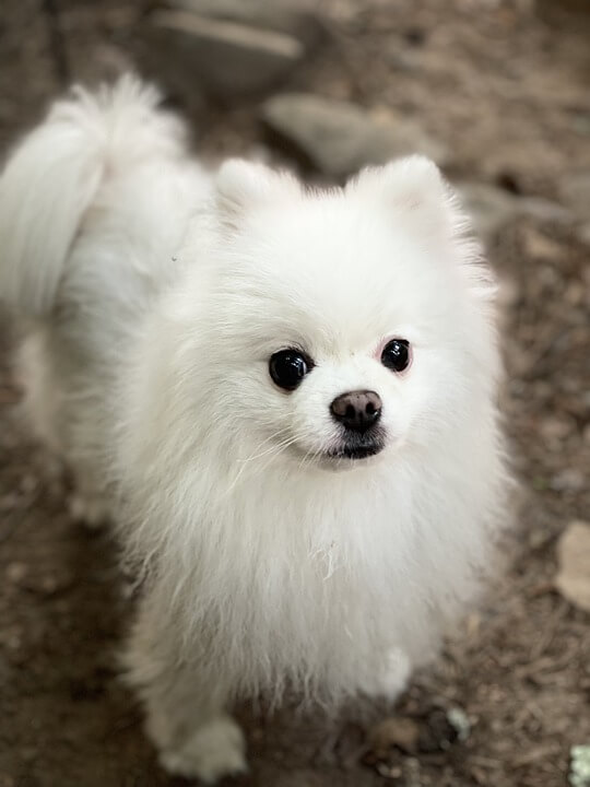 포메라니안-Pomeranian 