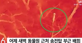 대전 오월드 늑대 늑구 탈출 원인 암컷 드론 생포