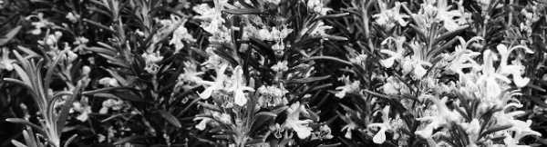 로즈마리 키우는법