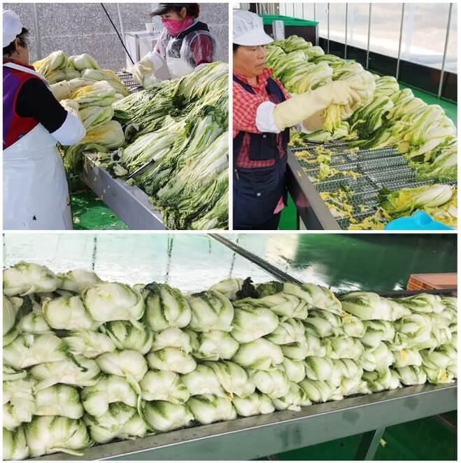 괴산 절임배추20kg