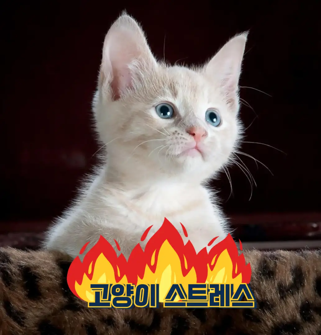 고양이 스트레스 원인 7가지와 해결법