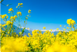 유채꽃