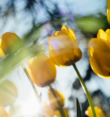 비타민D 부족 증상 섭취방법 많은 음식