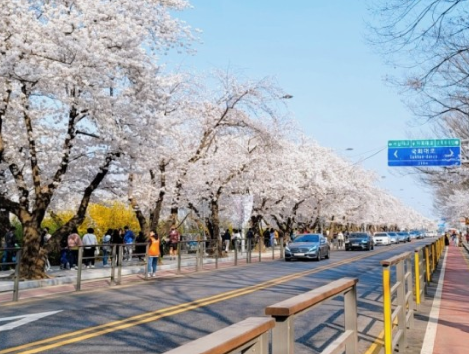 벚꽃1