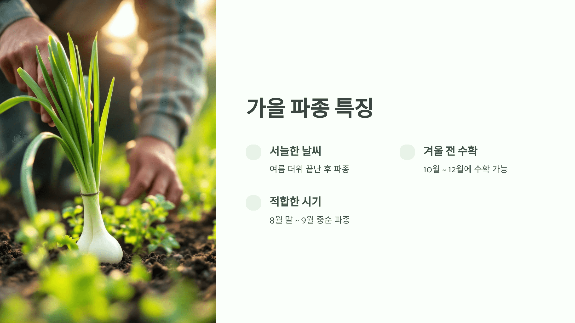 대파 사진입니다.