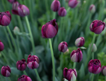 Black Hero Tulip