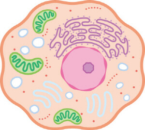항상성의 원리와 항상성 유지의 예
