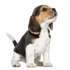 비글/출처:어도비스톡