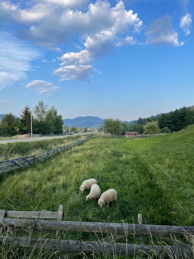 맑은 날씨 양들과 풀밭