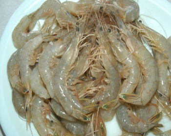 남당항 대하축제_3