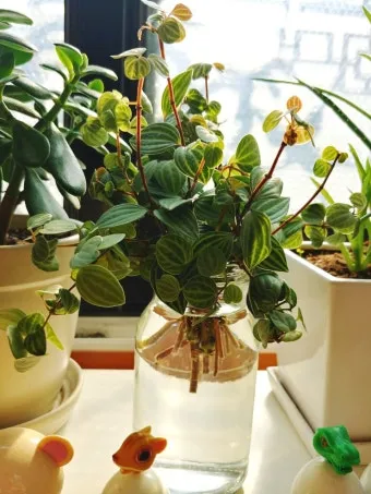 아몬드 재배 개화기 저온 대책 수분수 관리_8